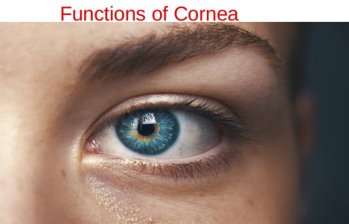 cornea