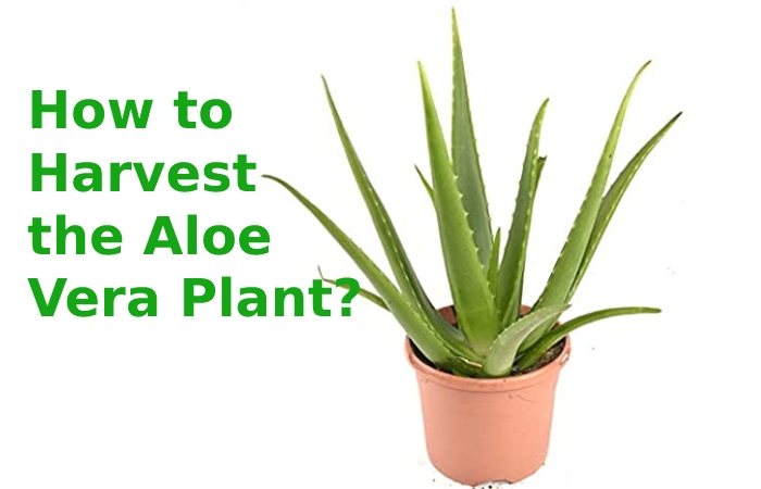 aloe vera